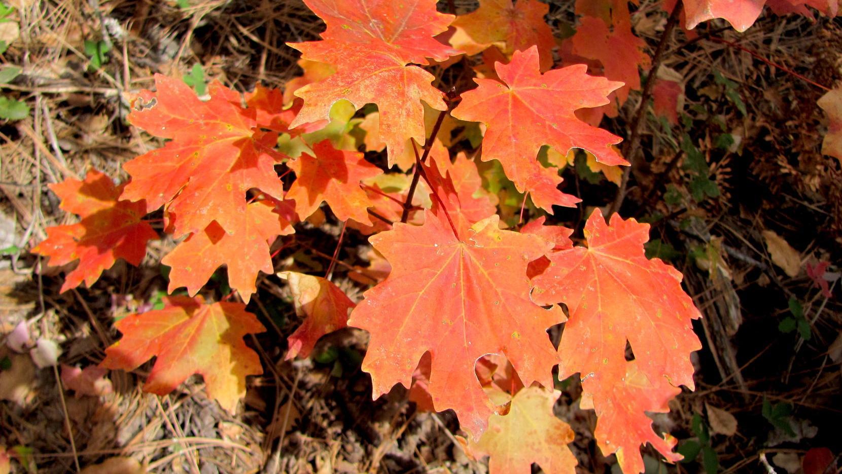 Tucson weather: Daytime temperatures running well above normal